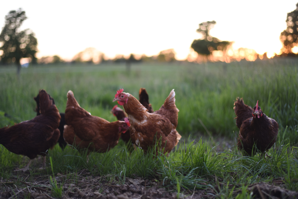 image of chickens in a pasture at sunrise